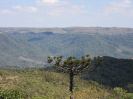 IFN_PR (20)