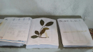 IFN_PR (2)