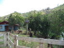 IFN_PR (37)