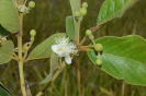 AL13 Psidium guineense (10)