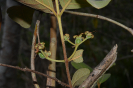 AL13 Psidium guineense (11)