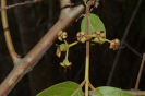 AL13 Psidium guineense (12)