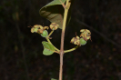 AL13 Psidium guineense (13)
