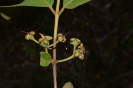 AL13 Psidium guineense (14)