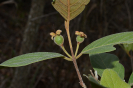 AL13 Psidium guineense (15)