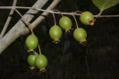 AL13 Psidium guineense (1)