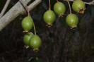 AL13 Psidium guineense (2)