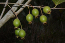 AL13 Psidium guineense (3)