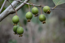AL13 Psidium guineense (4)