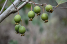 AL13 Psidium guineense (5)