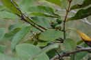 AL13 Psidium guineense (6)