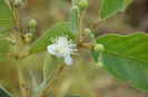 AL13 Psidium guineense (7)