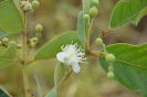 AL13 Psidium guineense (8)
