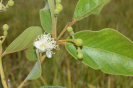 AL13 Psidium guineense (9)