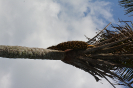 AL2I Attalea oleifera (2)
