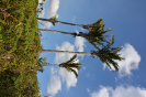 AL2I Attalea oleifera (4)