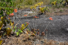 AL2I Epidendrum (1)