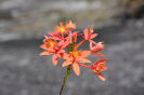 AL2I Epidendrum (2)