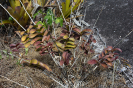AL2I Epidendrum (4)