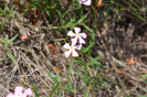 AL2I Mandevilla cf. tenuifolia (6)
