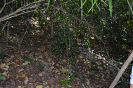 Desmoncus polyacanthus (1)