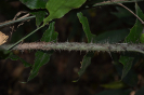 Desmoncus polyacanthus (2)
