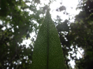 DSC06358 - Cópia