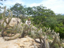 IFN-Pernambuco_SFB_Foto Izabelle Nascimento