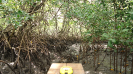 Mangue BA1027_4_3172