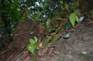 Peperomia