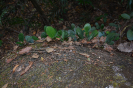 Peperomia (2)