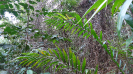 BA_1185_4_383