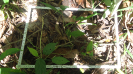 BA_1336_4_129c