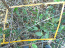 BA_1341_2_246d