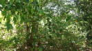 BA_1369_3_80