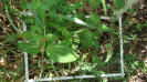 BA_1369_3_83c