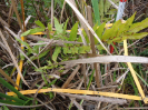 BA_1403_3_261b