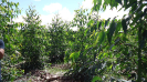 BA_1433_0_151