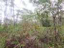 BA_1445_4_296