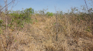 BA_445_F3_pan