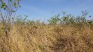 BA_445_F5_1