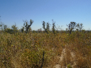 BA_538_F3_pan