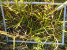 BA_577_2_642c