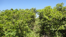 BA_594_F3_pan