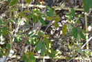 BA_687_F9_3_9