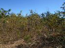 BA_733_F3_pan