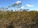 BA_823_F3_pan