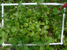 BA_945_1_53b