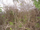 BA_979_2_495