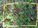 BA_985_4_588b